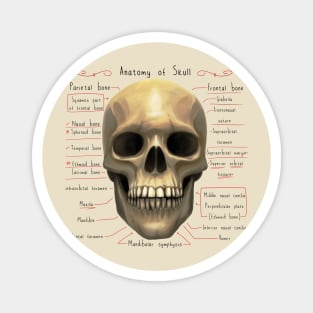 anatomy of human skull skeleton Magnet